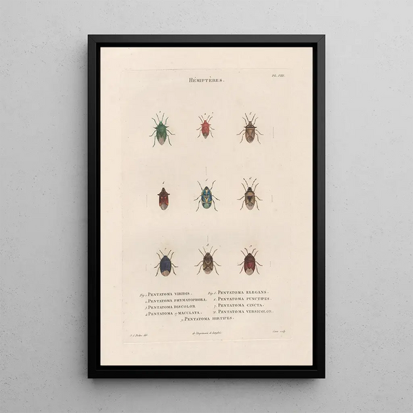 Insects collected in Africa and America Pl51 - Jean Gabriel Prêtre — framed artwork on a wall