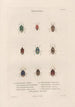 Insects collected in Africa and America Pl51 - Jean Gabriel Prêtre — artwork view