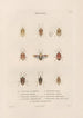Insects collected in Africa and America Pl52 - Jean Gabriel Prêtre — artwork view