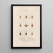 Insects collected in Africa and America Pl52 - Jean Gabriel Prêtre — framed artwork on a wall