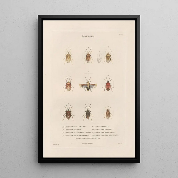 Insects collected in Africa and America Pl52 - Jean Gabriel Prêtre — framed artwork on a wall