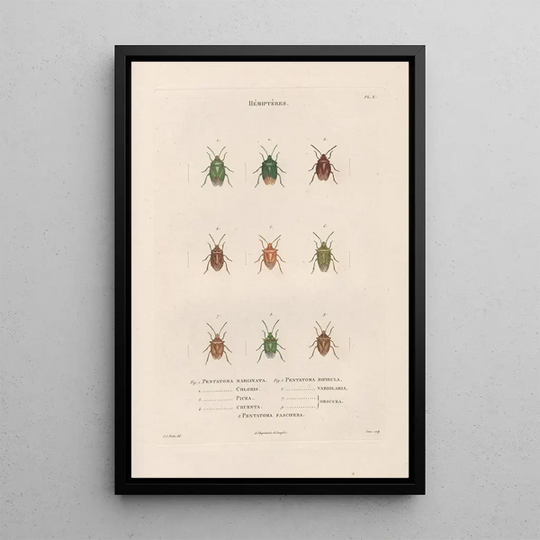 Insects collected in Africa and America Pl53 - Jean Gabriel Prêtre — framed artwork on a wall