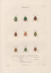 Insects collected in Africa and America Pl53 - Jean Gabriel Prêtre — artwork view