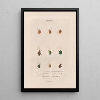 Jean Gabriel Pretre - Insectes recueillis en Afrique et en Amrique Pl54.webp