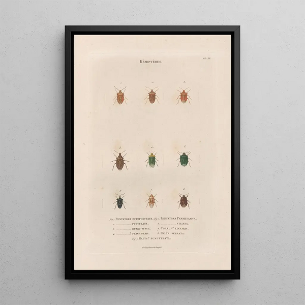 Insects collected in Africa and America Pl54 - Jean Gabriel Prêtre — framed artwork on a wall
