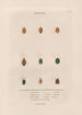 Insects collected in Africa and America Pl54 - Jean Gabriel Prêtre — artwork view