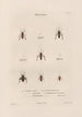 Insects collected in Africa and America Pl55 - Jean Gabriel Prêtre — artwork view