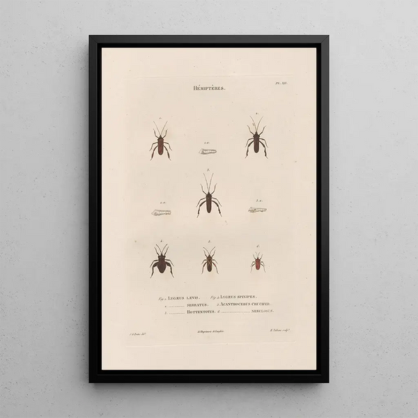 Insects collected in Africa and America Pl55 - Jean Gabriel Prêtre — framed artwork on a wall