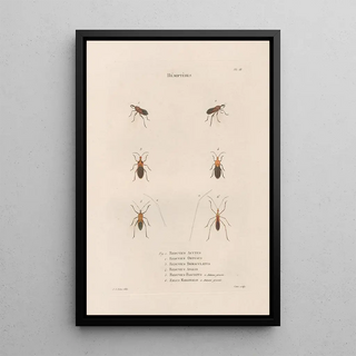 Jean Gabriel Pretre - Insectes recueillis en Afrique et en Amrique Pl56.webp