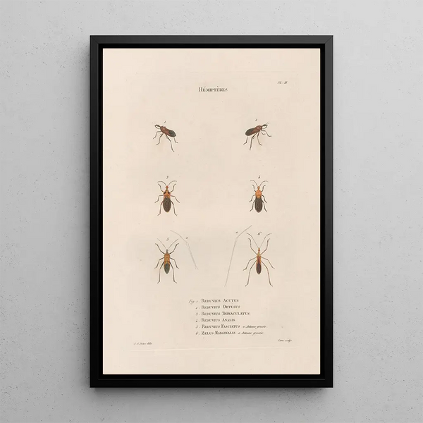 Insects collected in Africa and America Pl56 - Jean Gabriel Prêtre — framed artwork on a wall