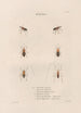 Insects collected in Africa and America Pl56 - Jean Gabriel Prêtre — artwork view