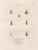 Insects collected in Africa and America Pl57 - Jean Gabriel Prêtre — artwork view