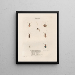 Jean Gabriel Pretre - Insectes recueillis en Afrique et en Amrique Pl57.webp