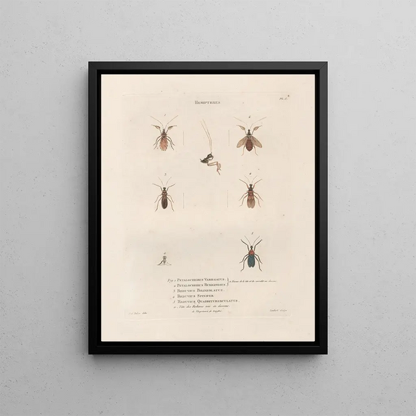 Insects collected in Africa and America Pl57 - Jean Gabriel Prêtre — framed artwork on a wall