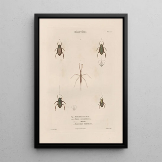 Jean Gabriel Pretre - Insectes recueillis en Afrique et en Amrique Pl58.webp