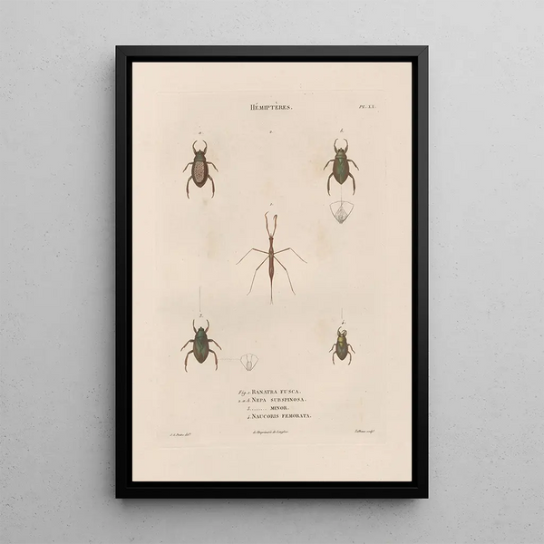 Insects collected in Africa and America Pl58 - Jean Gabriel Prêtre — framed artwork on a wall