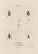 Insects collected in Africa and America Pl58 - Jean Gabriel Prêtre — artwork view
