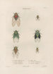Insects collected in Africa and America Pl59 - Jean Gabriel Prêtre — artwork view