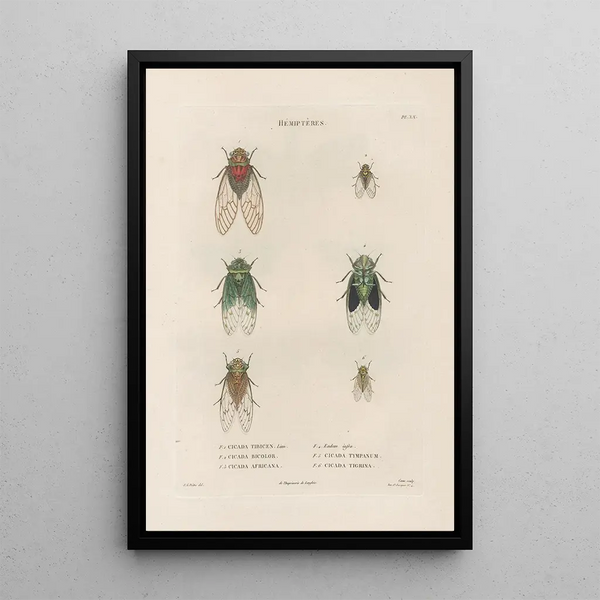 Insects collected in Africa and America Pl59 - Jean Gabriel Prêtre — framed artwork on a wall