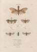 Insects collected in Africa and America Pl60 - Jean Gabriel Prêtre — artwork view
