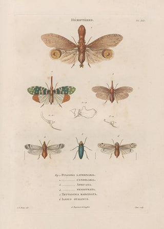 Jean Gabriel Pretre - Insectes recueillis en Afrique et en Amrique Pl60.webp