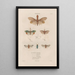 Insects collected in Africa and America Pl60 - Jean Gabriel Prêtre — framed artwork on a wall