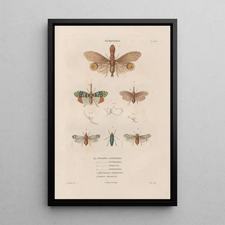 Jean Gabriel Pretre - Insectes recueillis en Afrique et en Amrique Pl60.webp