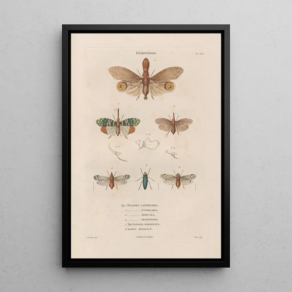 Insects collected in Africa and America Pl60 - Jean Gabriel Prêtre — framed artwork on a wall
