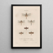 Insects collected in Africa and America Pl61 - Jean Gabriel Prêtre — framed artwork on a wall