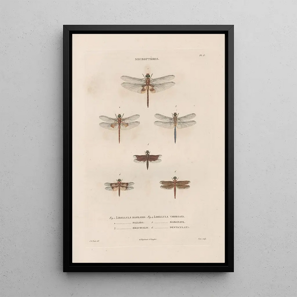 Insects collected in Africa and America Pl61 - Jean Gabriel Prêtre — framed artwork on a wall