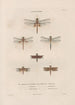 Insects collected in Africa and America Pl61 - Jean Gabriel Prêtre — artwork view