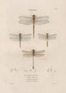Insects collected in Africa and America Pl62 - Jean Gabriel Prêtre — artwork view