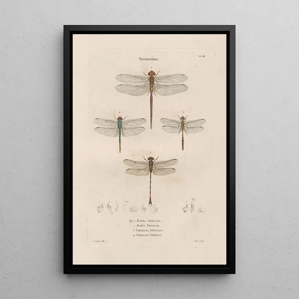 Insects collected in Africa and America Pl62 - Jean Gabriel Prêtre — framed artwork on a wall