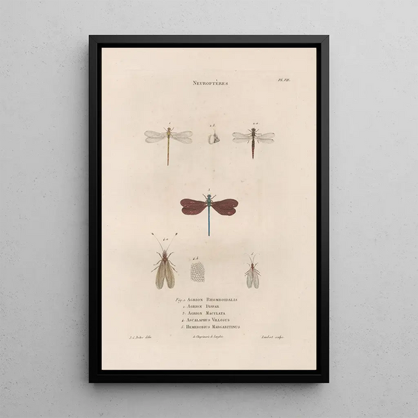 Insects collected in Africa and America Pl63 - Jean Gabriel Prêtre — framed artwork on a wall