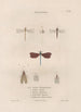 Insects collected in Africa and America Pl63 - Jean Gabriel Prêtre — artwork view