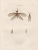 Insectes recueillis en Afrique et en Amérique Pl64 - Jean Gabriel Prêtre — artwork view