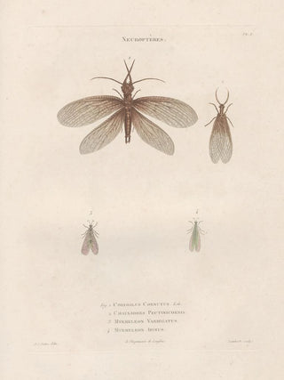 Jean Gabriel Pretre - Insectes recueillis en Afrique et en Amrique Pl64.webp