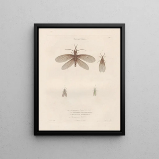 Jean Gabriel Pretre - Insectes recueillis en Afrique et en Amrique Pl64.webp
