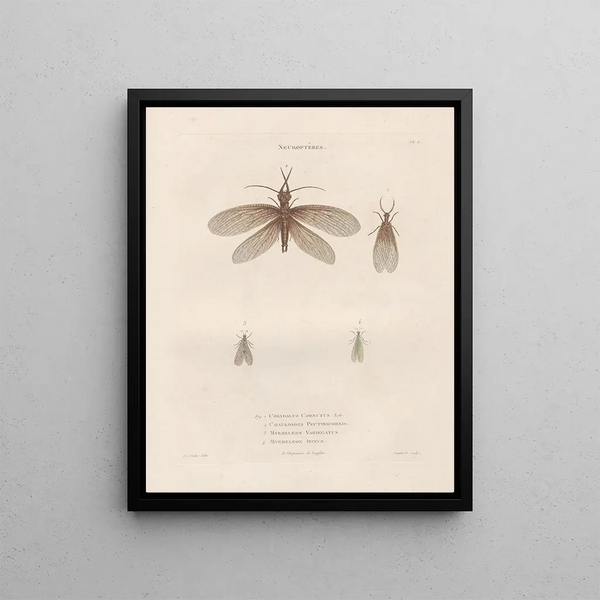 Insectes recueillis en Afrique et en Amérique Pl64 - Jean Gabriel Prêtre — framed artwork on a wall