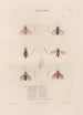 Insects collected in Africa and America Pl65 - Jean Gabriel Prêtre — artwork view
