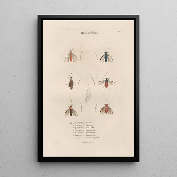 Insects collected in Africa and America Pl65 - Jean Gabriel Prêtre — framed artwork on a wall