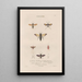 Insects collected in Africa and America Pl66 - Jean Gabriel Prêtre — framed artwork on a wall