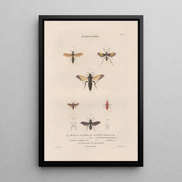 Insects collected in Africa and America Pl66 - Jean Gabriel Prêtre — framed artwork on a wall