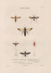Insects collected in Africa and America Pl66 - Jean Gabriel Prêtre — artwork view
