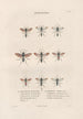 Insects collected in Africa and America Pl67 - Jean Gabriel Prêtre — artwork view