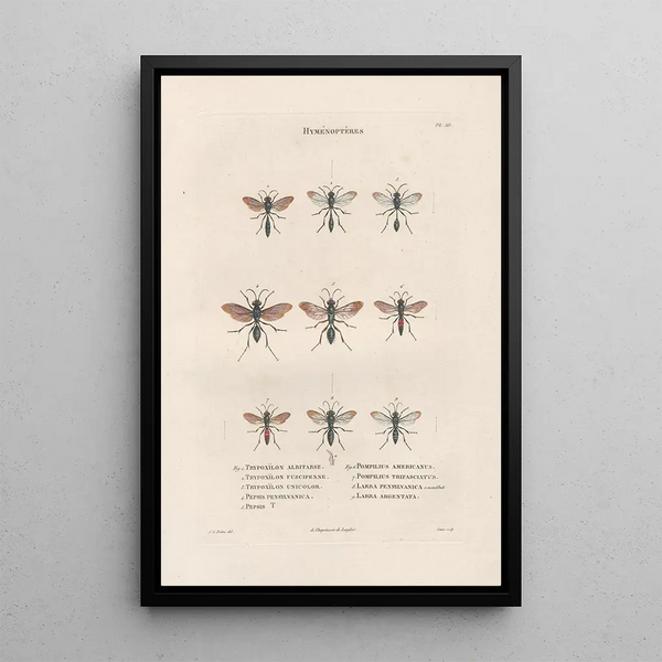 Insects collected in Africa and America Pl67 - Jean Gabriel Prêtre — framed artwork on a wall