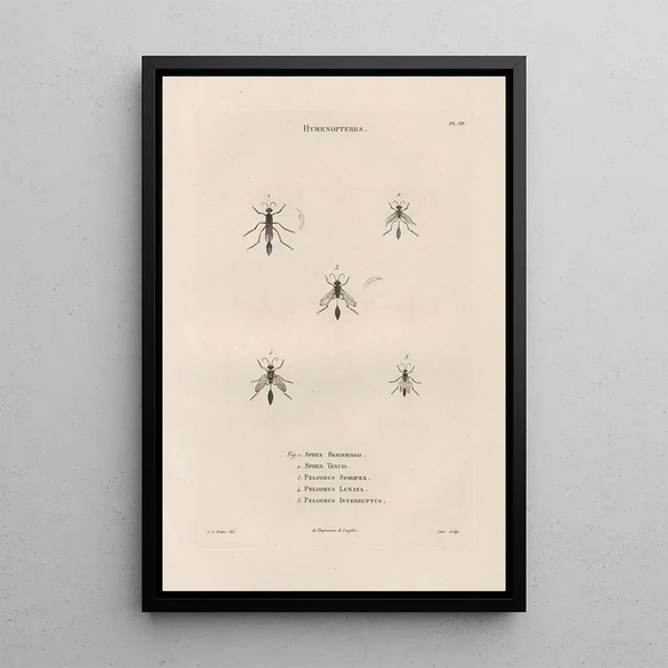 Insects collected in Africa and America Pl68 - Jean Gabriel Prêtre — framed artwork on a wall