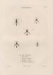 Insects collected in Africa and America Pl68 - Jean Gabriel Prêtre — artwork view