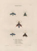 Insects collected in Africa and America Pl69 - Jean Gabriel Prêtre — artwork view