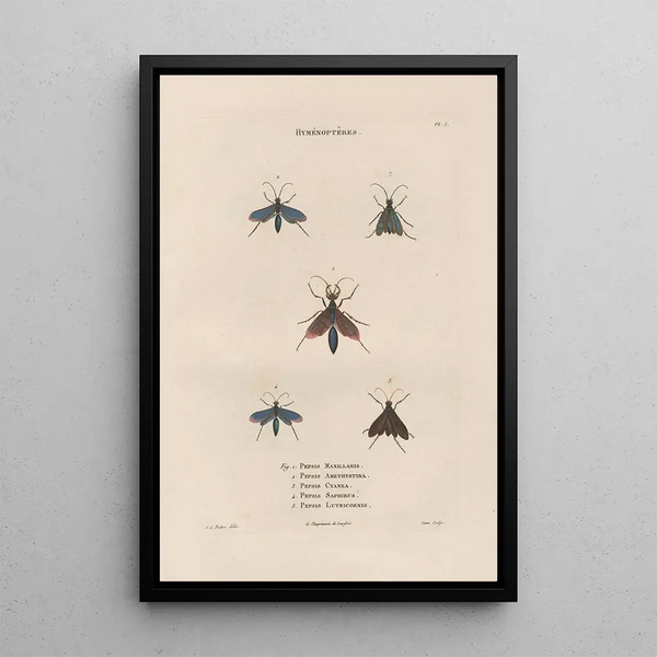 Insects collected in Africa and America Pl69 - Jean Gabriel Prêtre — framed artwork on a wall